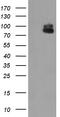 Zinc Finger BED-Type Containing 1 antibody, TA505039AM, Origene, Western Blot image 