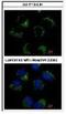 Carnitine O-Acetyltransferase antibody, NBP1-32108, Novus Biologicals, Immunocytochemistry image 