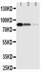CD163 antibody, PA1874, Boster Biological Technology, Western Blot image 