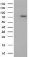 Protein Tyrosine Phosphatase Receptor Type E antibody, LS-C115114, Lifespan Biosciences, Western Blot image 