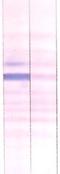 Sphingosine kinase 2 antibody, TA354616, Origene, Western Blot image 