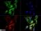 Cellular Communication Network Factor 2 antibody, NB100-724, Novus Biologicals, Immunofluorescence image 