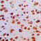Serine Protease 33 antibody, LS-C353665, Lifespan Biosciences, Immunohistochemistry paraffin image 