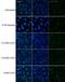 DNA Damage Inducible Transcript 4 antibody, NBP1-22966, Novus Biologicals, Immunocytochemistry image 