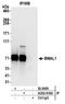 Aryl hydrocarbon receptor nuclear translocator-like protein 1 antibody, A302-616A, Bethyl Labs, Immunoprecipitation image 