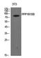 Protein Phosphatase 1 Regulatory Subunit 15B antibody, PA5-51128, Invitrogen Antibodies, Western Blot image 