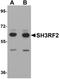 SH3 Domain Containing Ring Finger 2 antibody, A11489, Boster Biological Technology, Western Blot image 