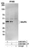 Snurportin-1 antibody, A305-567A, Bethyl Labs, Immunoprecipitation image 