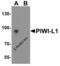 Piwi Like RNA-Mediated Gene Silencing 1 antibody, 6029, ProSci, Western Blot image 
