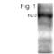 Nei Like DNA Glycosylase 3 antibody, PA1-4304, Invitrogen Antibodies, Western Blot image 