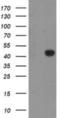 RAB3A Interacting Protein Like 1 antibody, NBP2-03780, Novus Biologicals, Western Blot image 