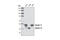 Keratin 19 antibody, 3984S, Cell Signaling Technology, Western Blot image 
