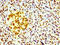 Histone Cluster 1 H1 Family Member E antibody, CSB-RA010380A17phHU, Cusabio, Immunohistochemistry frozen image 