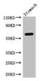 LAO antibody, LS-C678328, Lifespan Biosciences, Western Blot image 