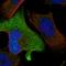 Zinc finger protein 582 antibody, HPA028858, Atlas Antibodies, Immunocytochemistry image 