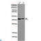 Serine/threonine-protein phosphatase 4 catalytic subunit antibody, LS-C813080, Lifespan Biosciences, Western Blot image 