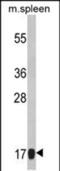 Ribosomal Protein S18 antibody, PA5-49597, Invitrogen Antibodies, Western Blot image 