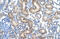 Aminoadipate Aminotransferase antibody, ARP43534_T100, Aviva Systems Biology, Immunohistochemistry paraffin image 