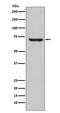 Heat shock-related 70 kDa protein 2 antibody, M03474, Boster Biological Technology, Western Blot image 