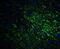 SLIT and NTRK-like protein 1 antibody, NBP1-77319, Novus Biologicals, Immunocytochemistry image 
