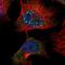 Calmin antibody, PA5-52962, Invitrogen Antibodies, Immunofluorescence image 