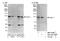 Jade Family PHD Finger 1 antibody, NBP1-47280, Novus Biologicals, Western Blot image 