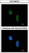 V(D)J recombination-activating protein 2 antibody, LS-C186092, Lifespan Biosciences, Immunocytochemistry image 