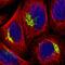 Golgi Membrane Protein 1 antibody, HPA010638, Atlas Antibodies, Immunofluorescence image 