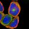 Hepatocyte Nuclear Factor 4 Gamma antibody, NBP1-82531, Novus Biologicals, Immunofluorescence image 