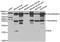 Neuroglobin antibody, abx004965, Abbexa, Western Blot image 