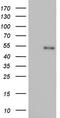Nuclear receptor subfamily 2 group C member 1 antibody, CF803354, Origene, Western Blot image 