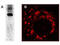 Replicase polyprotein 1a antibody, AT009, Boster Biological Technology, Immunoprecipitation image 