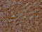 Kallikrein B1 antibody, CSB-RA553053A0HU, Cusabio, Immunohistochemistry frozen image 