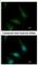 Cytoplasmic Linker Associated Protein 1 antibody, NBP2-15910, Novus Biologicals, Immunofluorescence image 