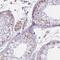 Pentatricopeptide Repeat Domain 1 antibody, NBP2-33495, Novus Biologicals, Immunohistochemistry frozen image 