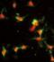 PREP antibody, orb374075, Biorbyt, Immunofluorescence image 