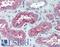 Atrial natriuretic peptide receptor 3 antibody, LS-B15482, Lifespan Biosciences, Immunohistochemistry paraffin image 