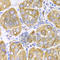 LDL Receptor Related Protein Associated Protein 1 antibody, A3004, ABclonal Technology, Immunohistochemistry paraffin image 