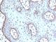 c-Myc antibody, V2746IHC-7ML, NSJ Bioreagents, Immunohistochemistry frozen image 
