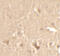 Cyclin T1 antibody, 7223, ProSci Inc, Immunohistochemistry frozen image 