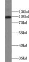 Major Vault Protein antibody, FNab05449, FineTest, Western Blot image 