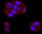 Bbp antibody, A02609-2, Boster Biological Technology, Immunocytochemistry image 