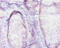 RAB10, Member RAS Oncogene Family antibody, A52568-100, Epigentek, Immunohistochemistry paraffin image 