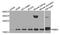 NME/NM23 Nucleoside Diphosphate Kinase 4 antibody, A8350, ABclonal Technology, Western Blot image 