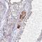 Pyruvate Dehydrogenase E1 Alpha 2 Subunit antibody, PA5-61610, Invitrogen Antibodies, Immunohistochemistry frozen image 