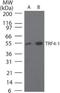 Terminal Nucleotidyltransferase 4A antibody, NB100-56356, Novus Biologicals, Western Blot image 