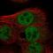 Mitochondrial Fission Regulator 1 Like antibody, NBP1-86401, Novus Biologicals, Immunocytochemistry image 