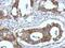 Fibulin 7 antibody, PA5-32125, Invitrogen Antibodies, Immunohistochemistry paraffin image 