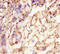 Secretory Carrier Membrane Protein 2 antibody, LS-C396444, Lifespan Biosciences, Immunohistochemistry paraffin image 