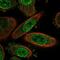 Meteorin antibody, NBP2-14231, Novus Biologicals, Immunofluorescence image 